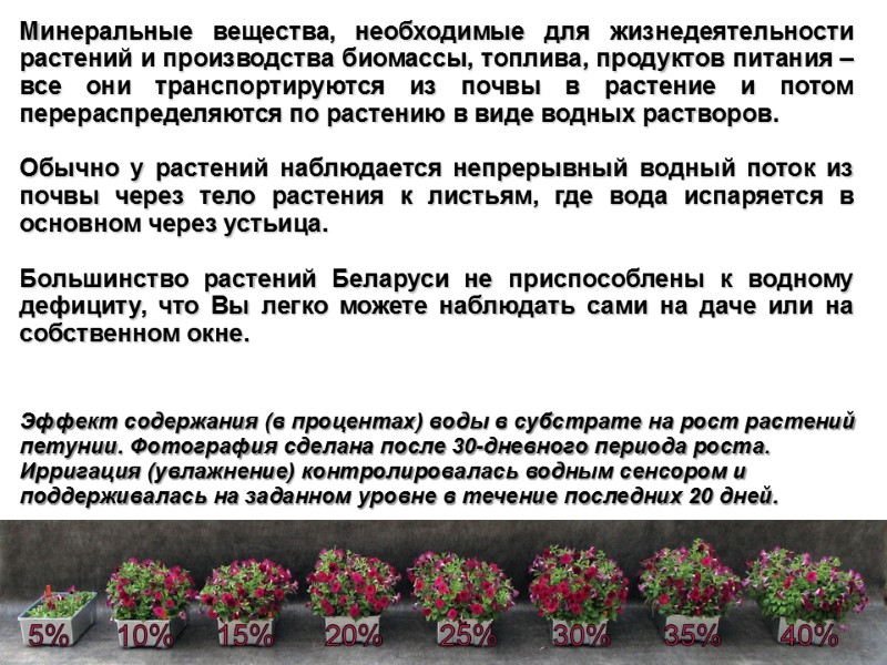 Эффект содержания (в процентах) воды в субстрате на рост растений петунии. Фотография сделана после
